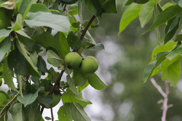 branch with green unripe apples