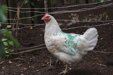 white chicken in the pen
