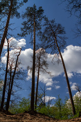 Pine trees in the forest against the sky and clouds.