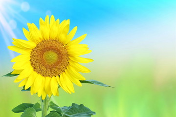 summer blooming sunflower isolated on sky blue  background