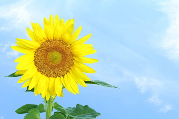 Obraz premium summer blooming sunflower isolated on sky blue background