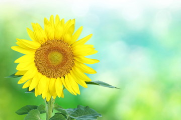 summer blooming sunflower isolated on sky blue  background