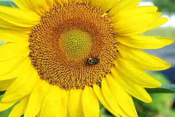 summer blooming sunflower isolated closeup with mason bees insect