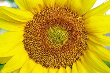 Obraz premium summer blooming sunflower isolated closeup