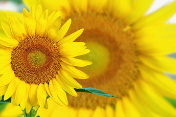 Fototapeta premium summer blooming sunflower isolated closeup