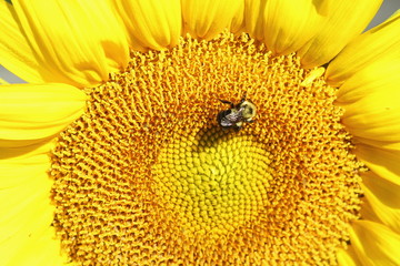 summer blooming sunflower isolated closeup with mason bees insect