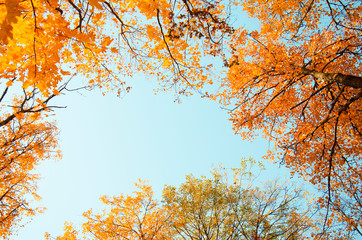 Autumn. Maple tree branches with red and yellow leaves on blue sky background