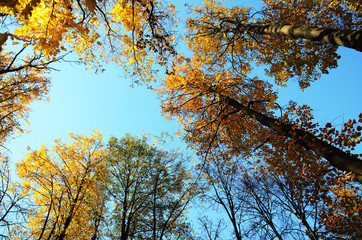 Autumn. Trees with red, yellow and green leaves against a blue sky