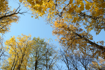 Autumn. Trees with red, yellow and green leaves against a blue sky