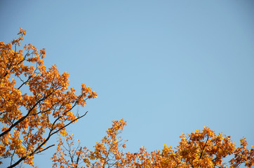 Autumn. Maple tree branches with red and yellow leaves on blue sky background