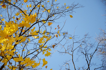 Autumn. Maple tree branches with red and yellow leaves on blue sky background