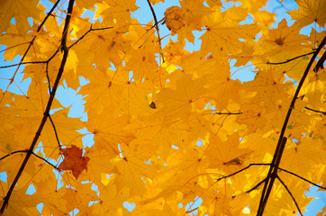 Autumn. Maple tree branches with red and yellow leaves on blue sky background
