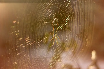 Spider on Web