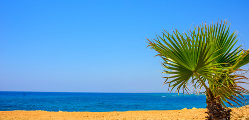  palm tree on the background of the blue sea on the coast of Ayia Napa, Cyprus