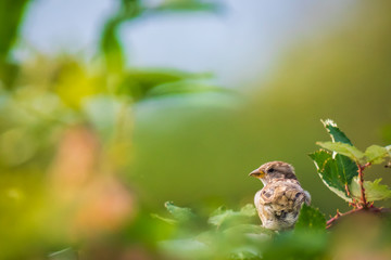 House Sparrow bird (passer domesticus) foraging in a hedge