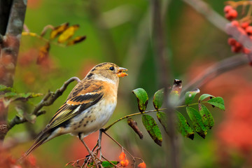 Fototapeta premium Brambling bird, Fringilla montifringilla, in winter plumage feeding berries