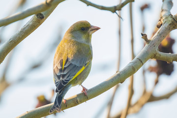 greenfinch male Chloris chloris bird singing
