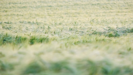 Golden spikes in cultivated agricultural field. Early farming stage. Agriculture concept. Space for text.