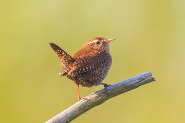 Eurasian Wren bird (Troglodytes troglodytes) display, singing and mating during Springtime season