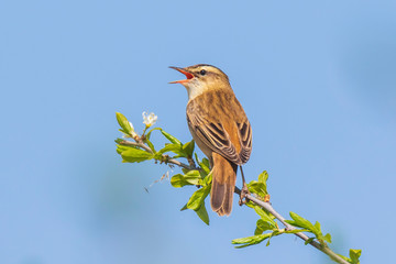Eurasian reed warbler Acrocephalus scirpaceus bird singing in reeds during sunrise.