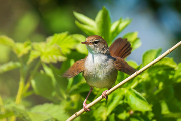 Cetti's warbler, cettia cetti, bird singing and perched