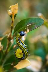Box tree moth, Cydalima perspectalis