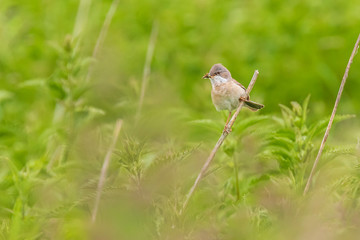 Whitethroat bird, Sylvia communis, foraging in a meadow