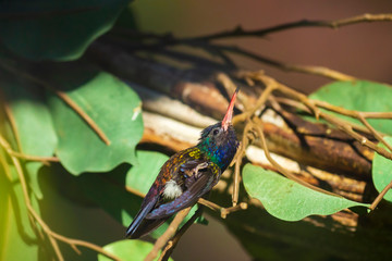 Male white-chinned sapphire Hylocharis cyanus, hummingbird perched on a branch.