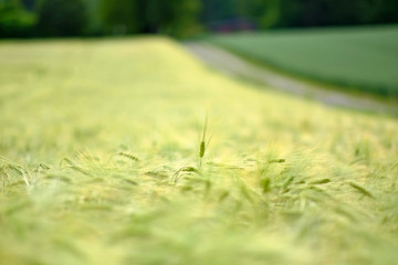 Green spikes in cultivated agricultural field. Early farming stage. Agriculture concept. Space for...