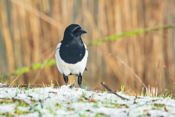 Eurasian magpie or common magpie Pica pic) walking on a meadow in a winter setting with snow