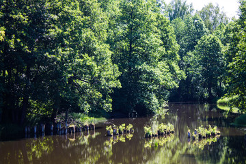 Old ruined bridge overgrown with moss on a Sunny summer day