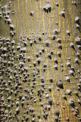 pointy spikes on the bark of a tree