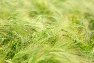 Green spikes in cultivated agricultural field. Early farming stage. Agriculture concept. Space for text.