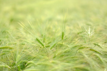 Green spikes in cultivated agricultural field. Early farming stage. Agriculture concept. Space for text.