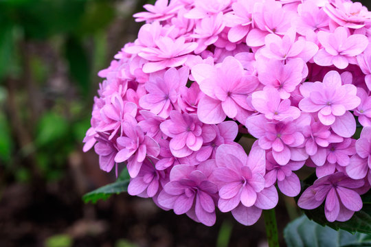 178 Best ピンク 花 庭 美しい 夏 紫 葉 赤 日本 満開 Images Stock Photos Vectors Adobe Stock