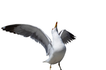 Seagull with white background