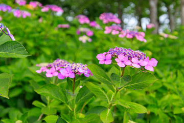 ガーデンに咲く複数のピンク色のあじさい