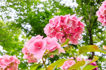 ガーデンに咲く複数のピンク色のあじさい