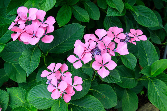 178 Best ピンク 花 庭 美しい 夏 紫 葉 赤 日本 満開 Images Stock Photos Vectors Adobe Stock 178 Best ピンク 花 庭 美しい 夏 紫 葉 赤 日本 満開 Images Stock Photos Vectors Adobe Stock
