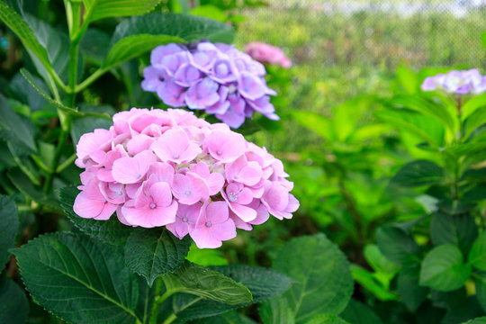 ピンク 花 庭 美しい 夏 紫 葉 赤 日本 満開 Images Browse 178 Stock Photos Vectors And Video Adobe Stock