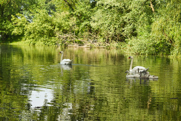 Swan family swimming in lake surrounded by green trees and bushes