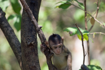 可愛いサル