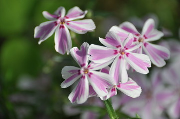 芝桜（多摩の流れ、タマノナガレ）