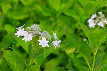 ガーデンに咲く白いあじさい