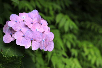 Fototapeta premium 鎌倉のあじさい (赤紫一朶)