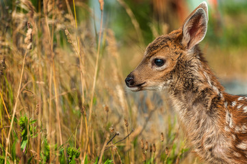 Cute Spotted White tailed Fawn. Their babies, called fawns, are born approximately seven months later in the early spring or summer.