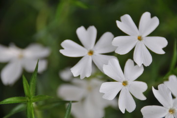 Fototapeta na wymiar 白い芝桜の花（リトルドット）
