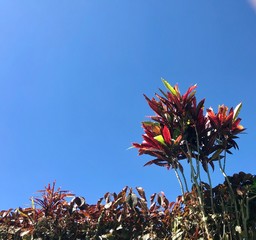 flower on background of blue sky