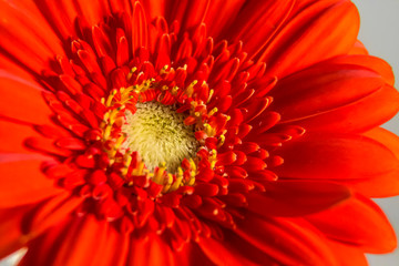 colorful Gerbera daisies in a vase