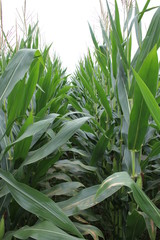 Fototapeta premium Mississippi Corn 2019 I 